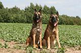 MALINOIS 936